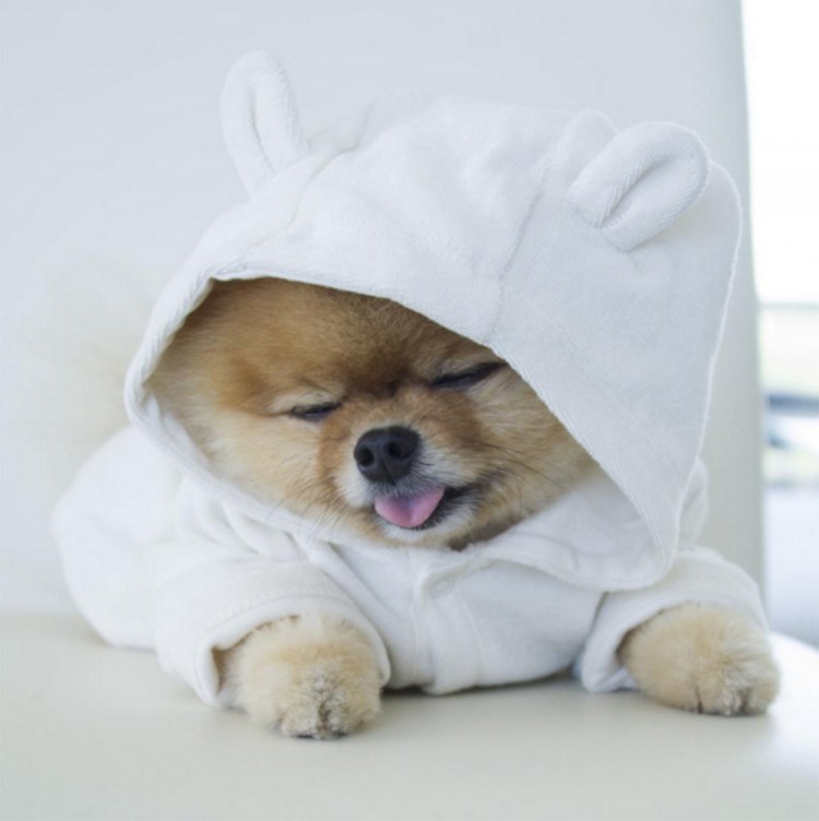 boo the pomeranian owner the world s most fashionable dogs fashion quarterly boo the pomeranian owner the world s most fashionable dogs fashion quarterly