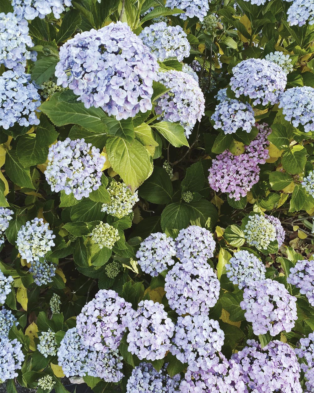 hydrangeas